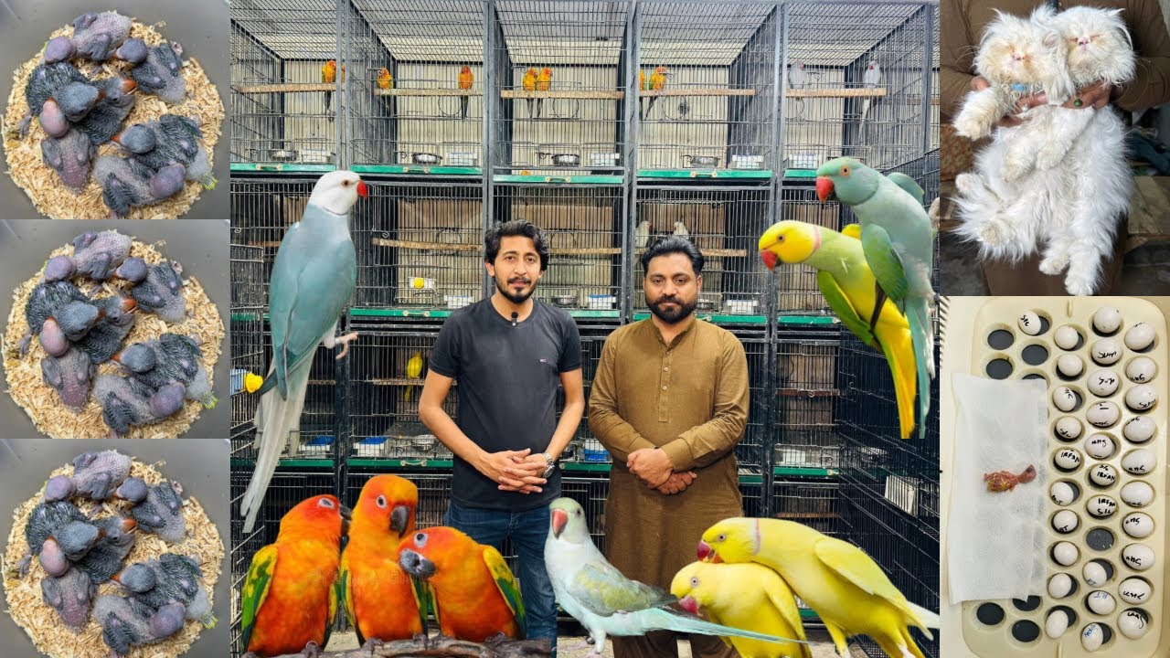 Multan Birds Market Flying Birds Rasheedabad Latest Update All Fancy Birds Available