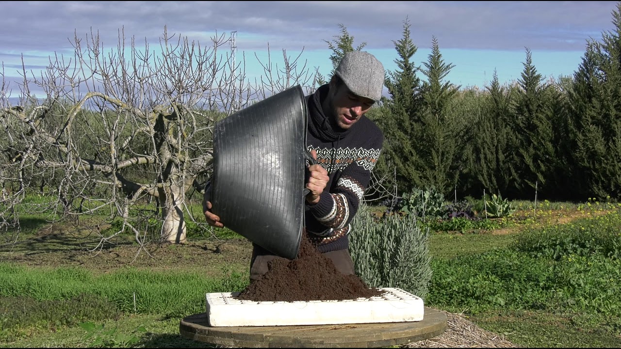 CÓMO SEMBRAR TOMATES EN SEMILLEROS