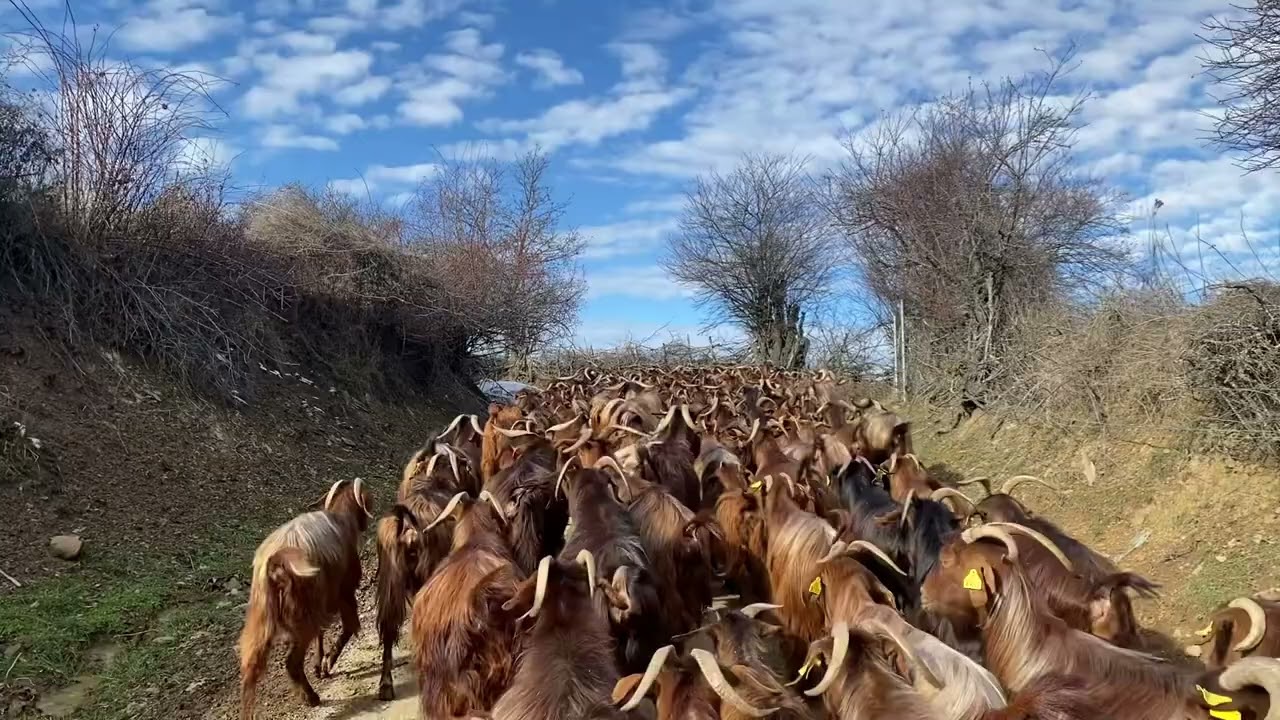 JETA NË FSHAT Dhit e Kuqe