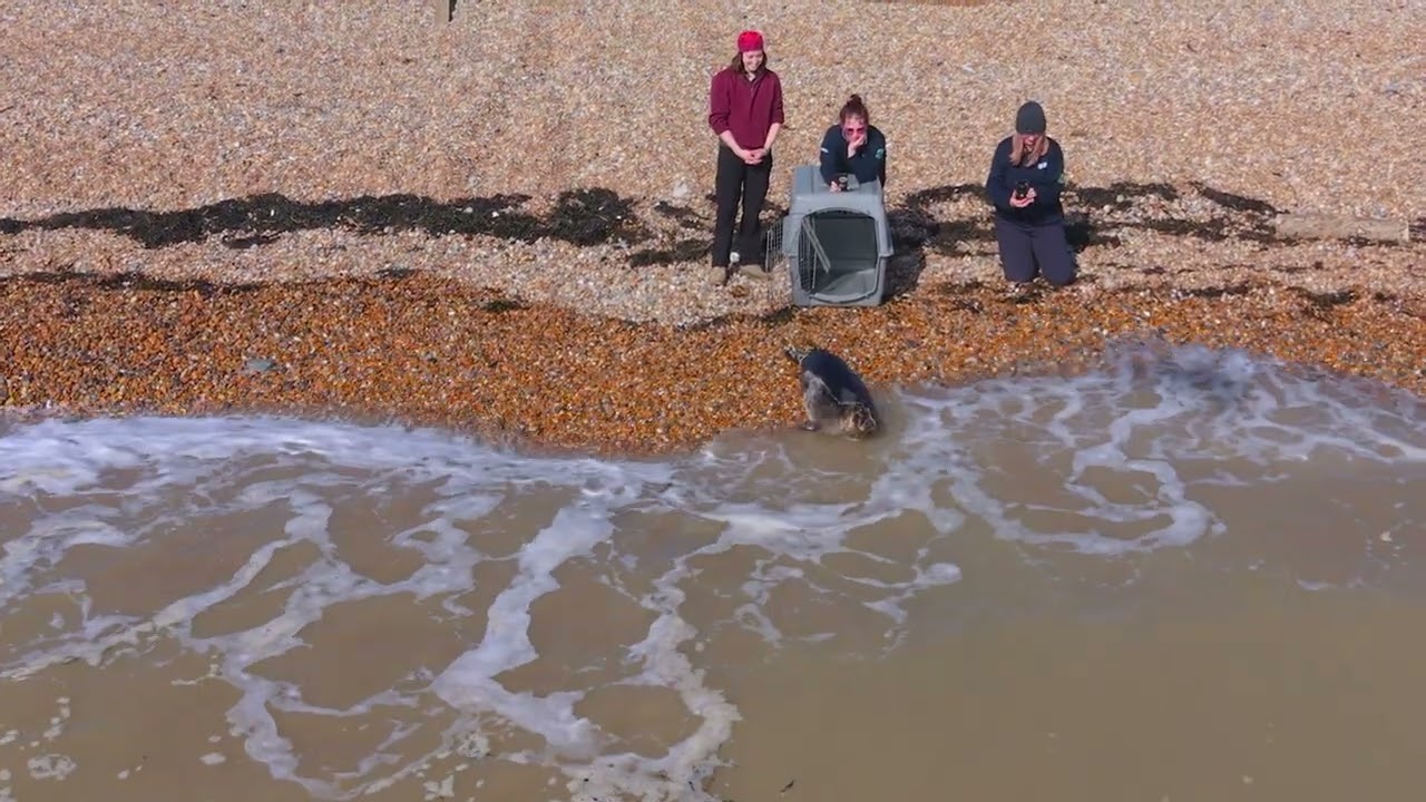 RSPCA Mallydams | Grey Seal Release at Pett Level Beach