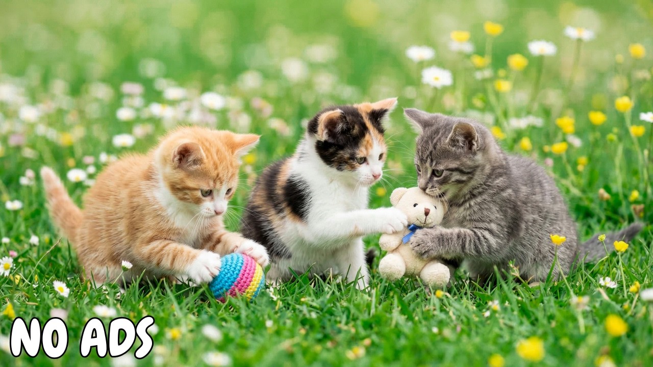 12 часов антистрессовой музыки для кошек 🐾 Глубокое расслабление и поддержка спокойного сна 🎵 Без