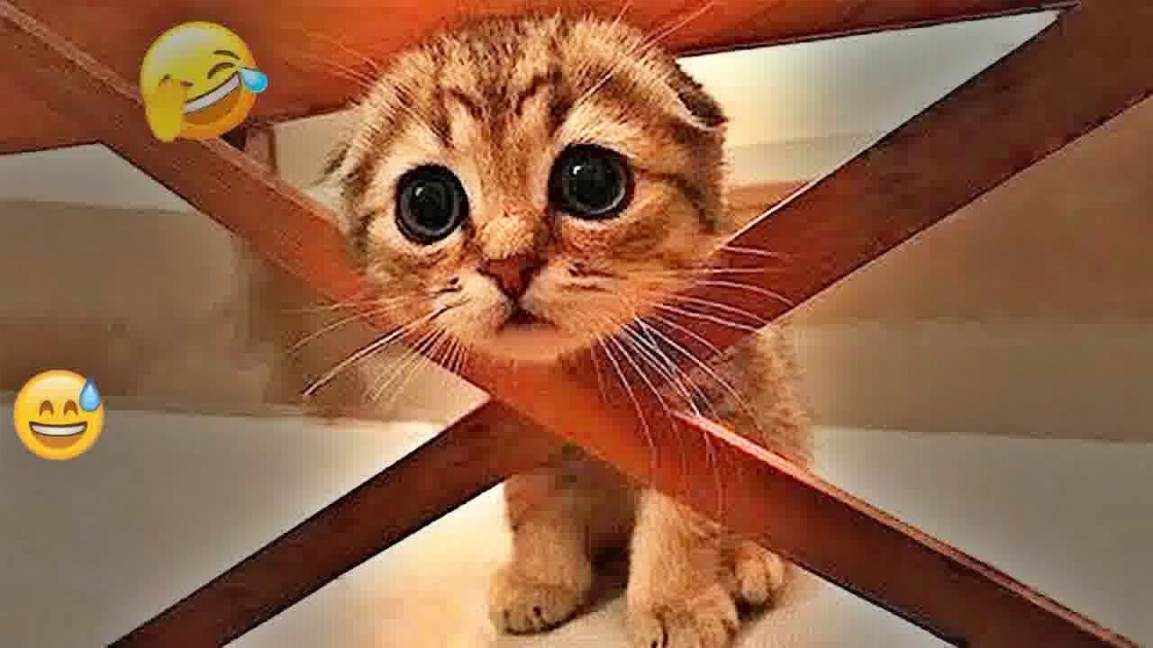 You Laugh You Lose😛Funniest Dogs and Cats 2025😸🐶