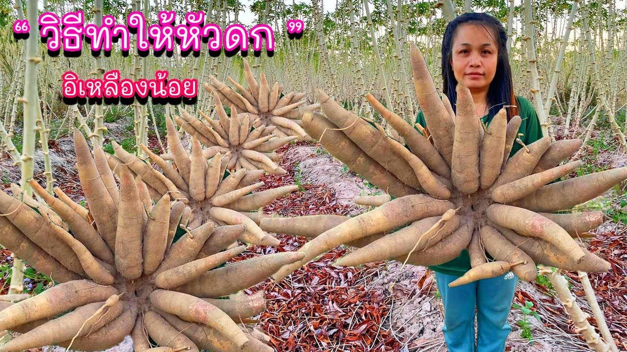 วิธีทำให้หัวมันสำปะหลังดกมีปัจจัยอะไรบ้าง