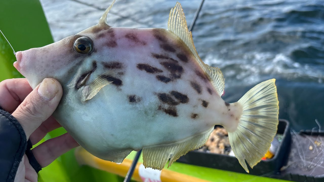 東京湾カワハギ釣行記　第34話　これだけカワハギ釣ってて初めてカルハギに遭遇した時の湧きどころのない動画のやつ