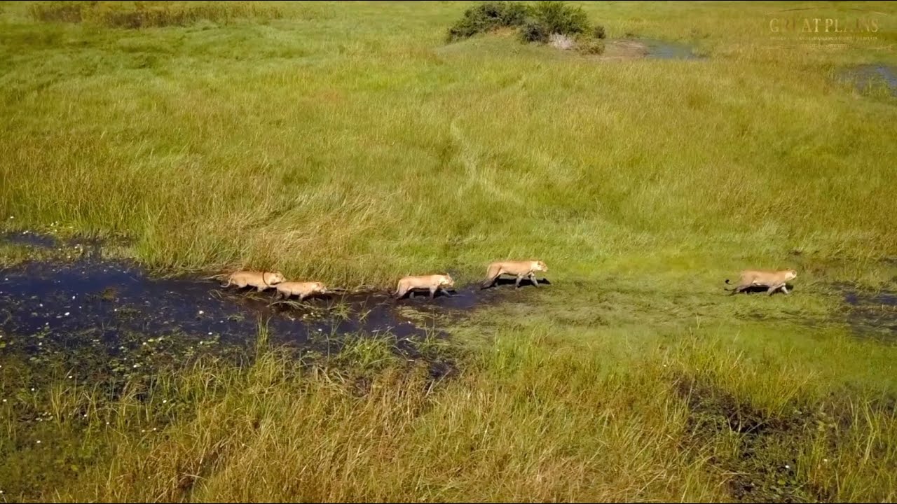 Great Plains | Okavango Explorers Camp