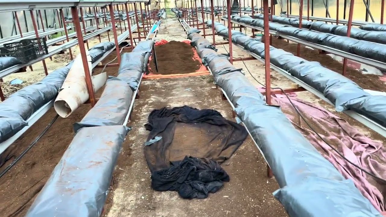 Topraksız Tarım 21 - Cocopeat ( Kokopit) Temizliği 4. Aşama