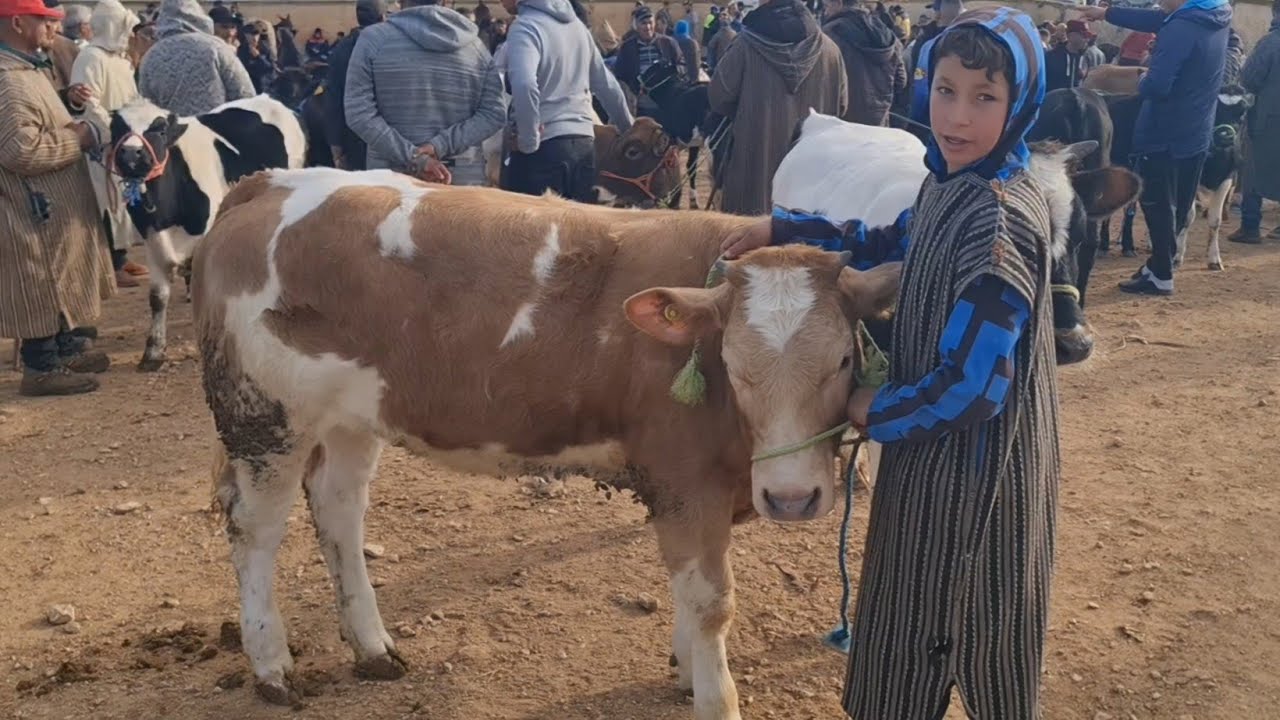فصباح خميس فسوق تاوجطات 2026/3/19 لحوالى وبقرات ونعجة وعجول وعجلات 