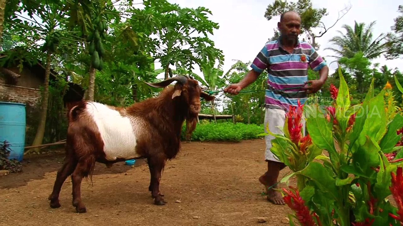 DUNIA BINATANG - RAHASIA SI KAMBING (6/3/17) 3-2
