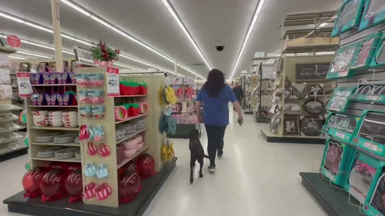 Knox | 5 Month Old Chocolate Lab | Advanced Obedience | OverWatch K9 Academy | Training Journey 