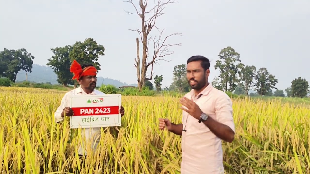 115 से 120 दिन में 39 कुंतल पैदावार देने वाली किस्म पान धान हब्रिड धान पान 2423  #agriculture
