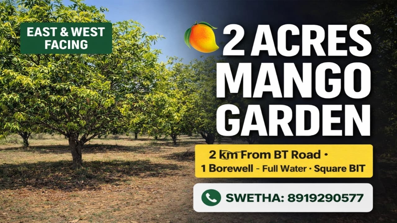 Swetha:8919290577||Mango Garden for sale with Water Facility||2 Acres #youtube #farming #agriculture