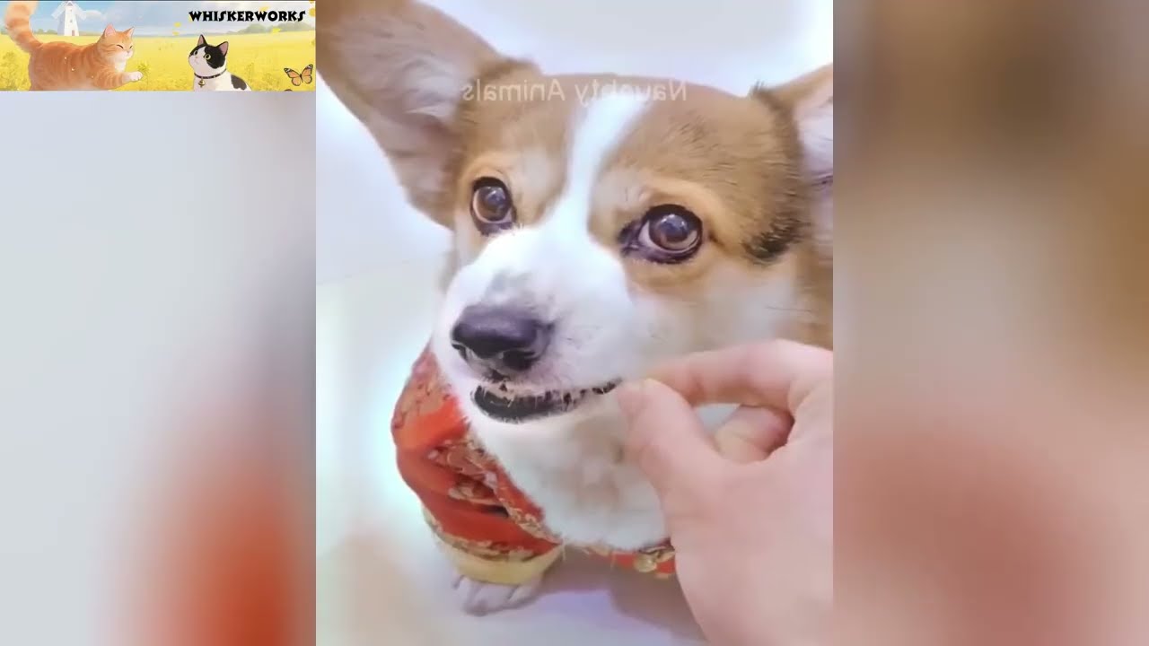Scaredy Cats and Silly Dogs &ndash; Pure Comedy Chaos 😹🐶💥