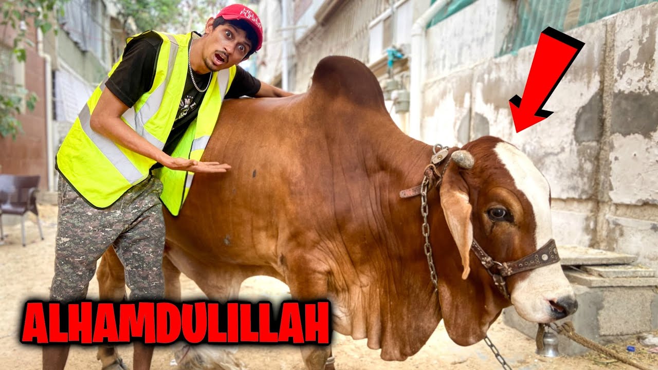 ALHAMDULILLAH Zindagi Ka Pehla Janwar Khareed lia 😍  cow ka naam content rakh dya 😜 DOOGS LIFE