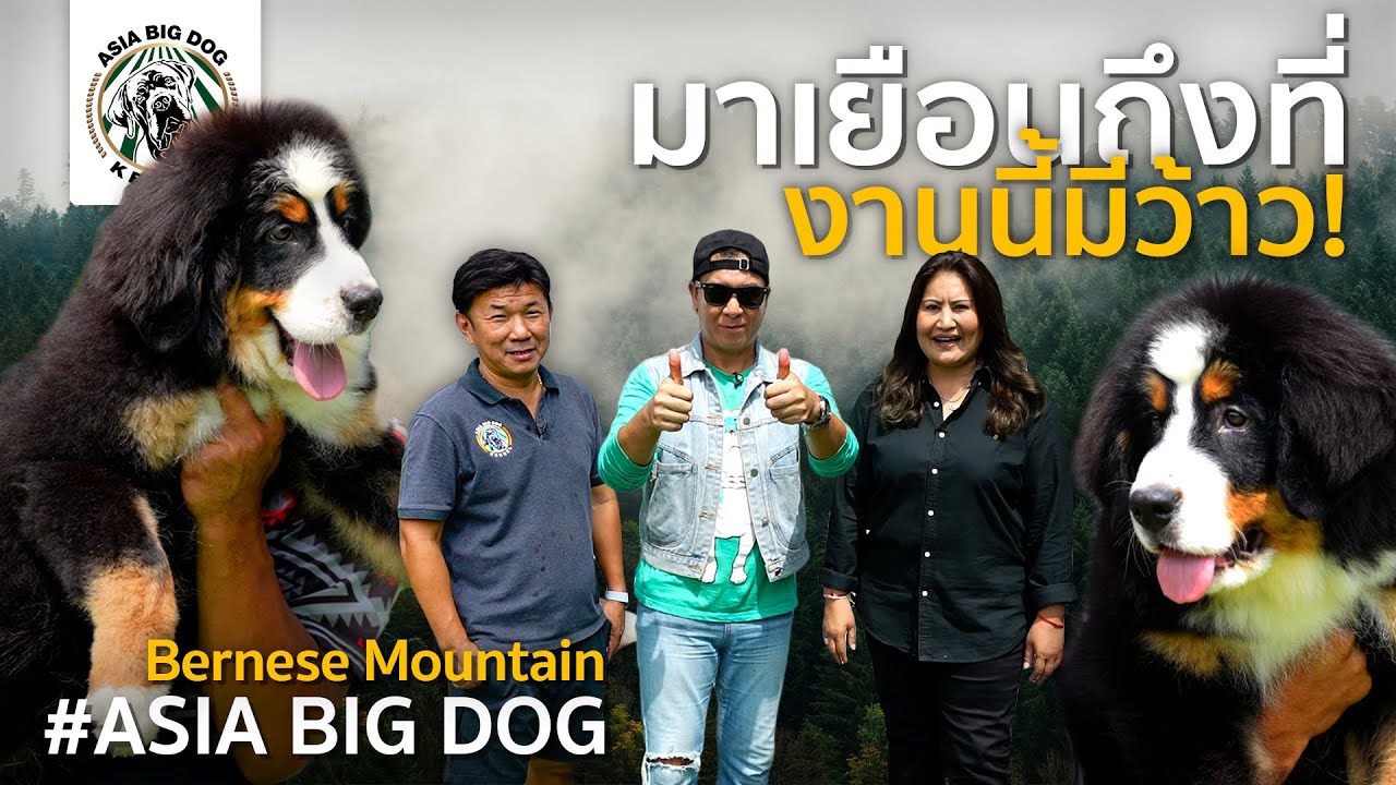 Bernese Mountain พันธ์ุนี้ที่เดียวในเมืองไทย/ Asiabigdog Kennel