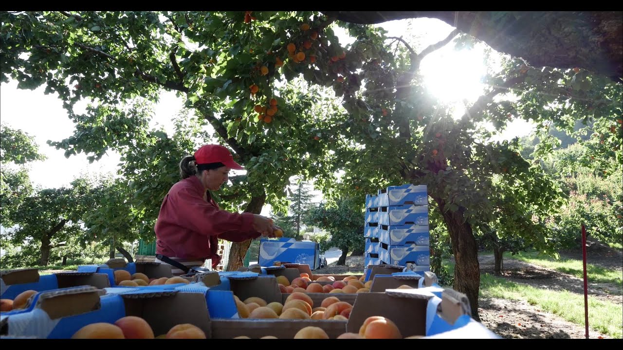 Distillerie Morand - Les Abricots