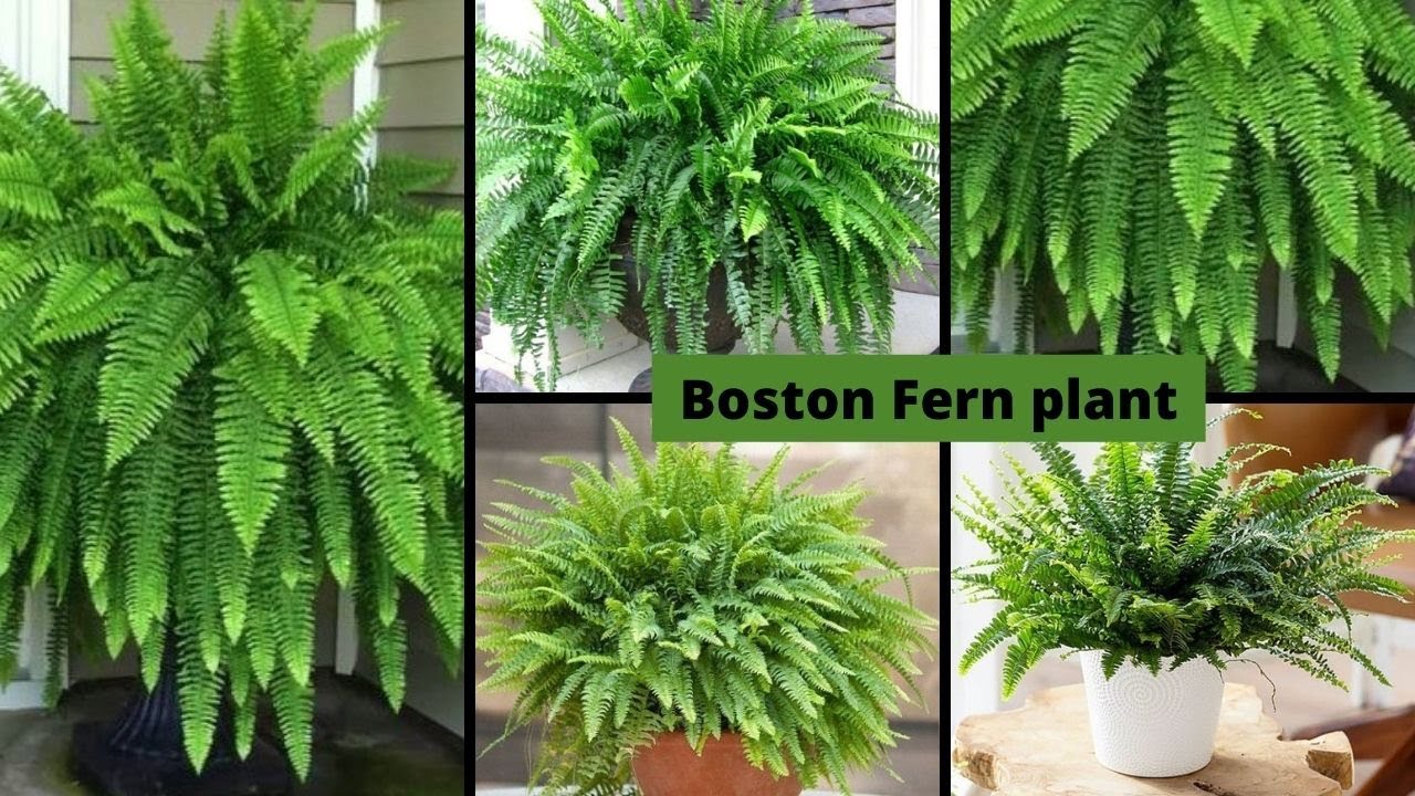 How to Propagate Boston Fern plant/How to divide fern plant /Boston Fern Repotting / Plante Fougère
