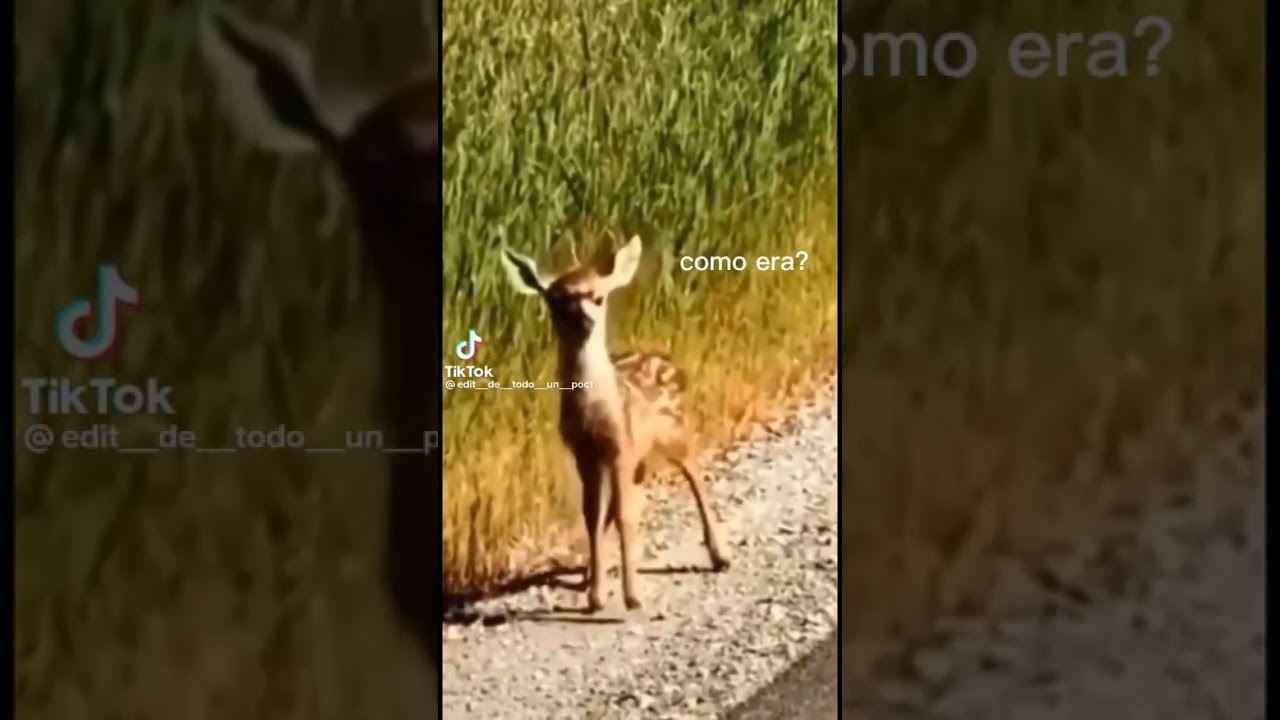 tomate pimiento cebolla yyyyyyy que m&aacute;s