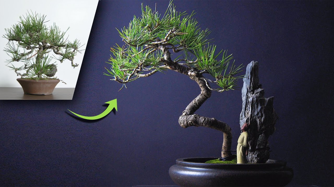 Improving the Look of a Black Pine Bonsai