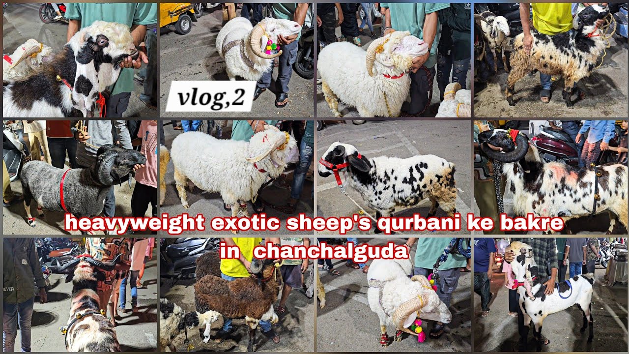Chanchalguda 2025 | Bakra Mandi 💥 Qurbani ke bade bakre available