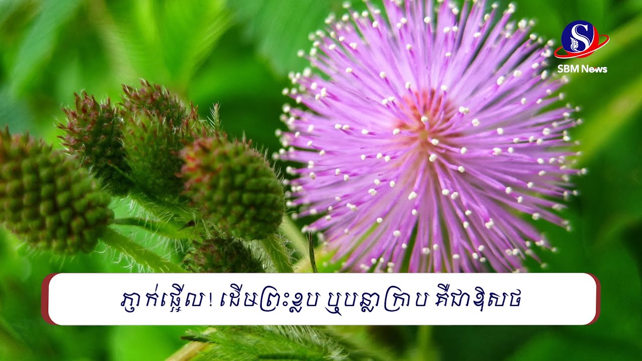 ភ្ញាក់ផ្អើល! ដើមព្រះខ្លប ឬបន្លាក្រាប គឺជាឱសថ | SBM NEWS