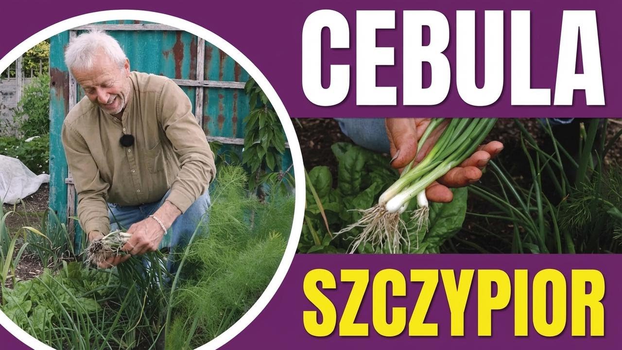 Jak wyhodować szczypiorek od nasion aż do zbiorów