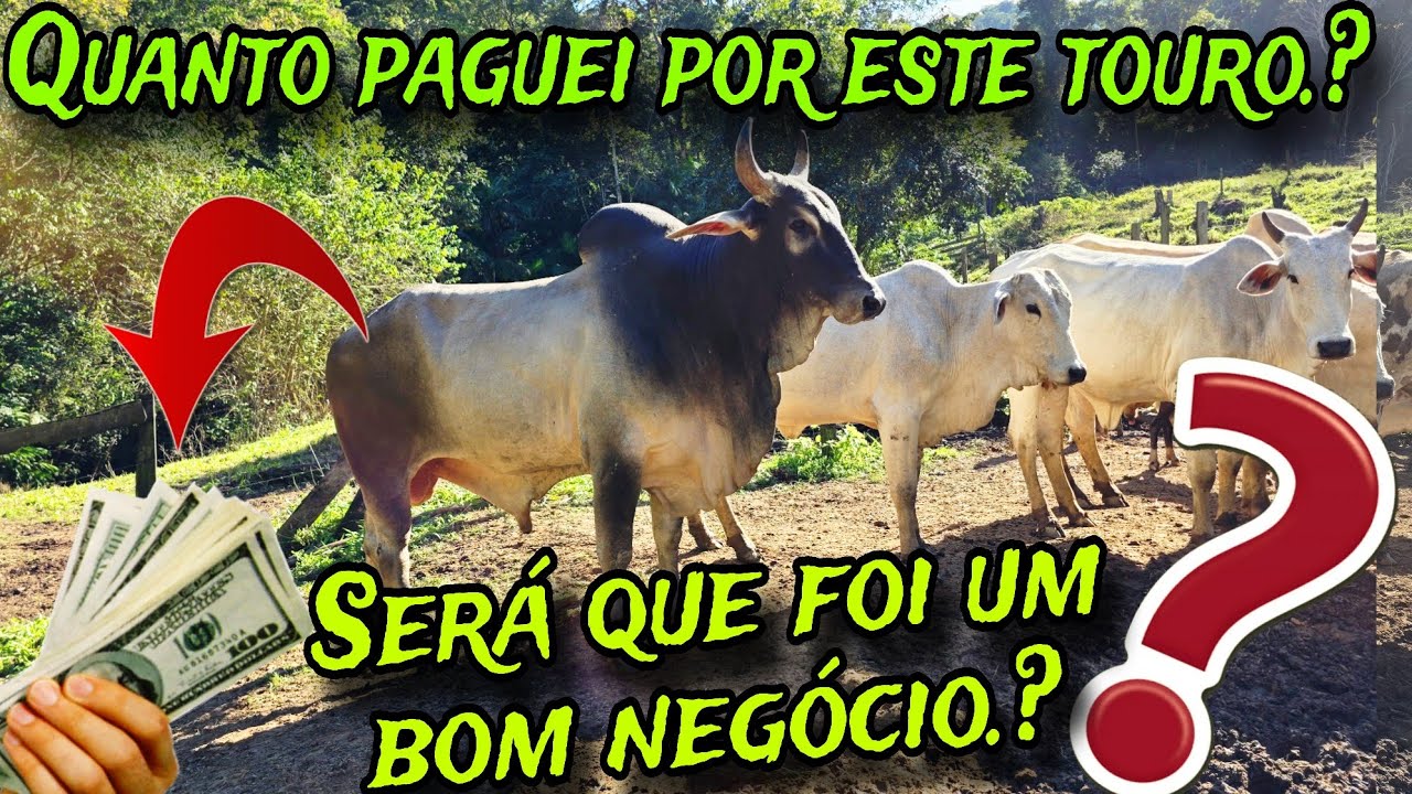 DEU NISSO A CHEGADA DO NOVO TOURO .!! ISSO NÃO PODE ACONTECER