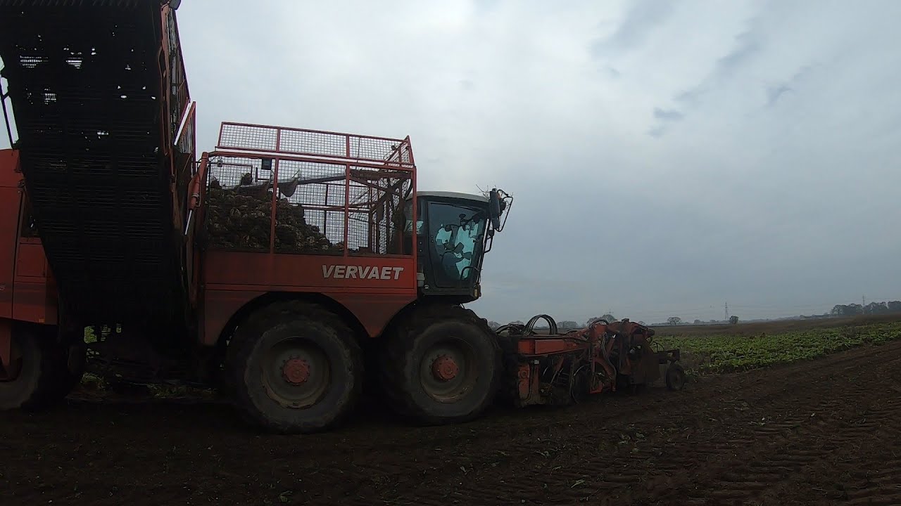 More Beet Lifted and Jobs