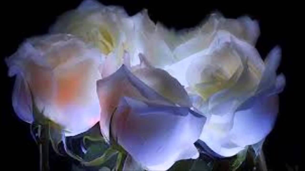 BLAS CANTA CULTIVO UNA ROSA BLANCA (JOSÉ MARTÍ)