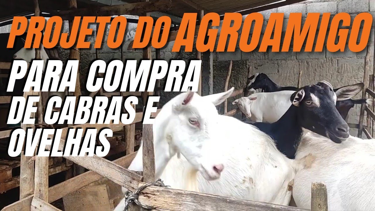 CR&Eacute;DITO RURAL PARA COMPRAR OVINOS E CAPRINOS PELO AGROAMIGO #agroamigo #agronegocio