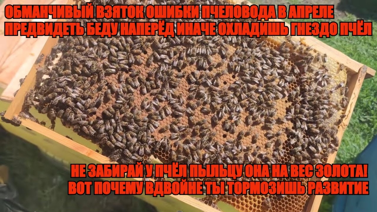 РАЗВИТИЕ ПЧЁЛ БЕЗ СЖАТИЯ - РАСШИРЕНИЕ ОБМАНЧИВЫЙ ВЗЯТОК И ОШИБКИ В АПРЕЛЕ  НЕ ЗАБИРАЙ ПЫЛЬЦУ ✅☝️🐝