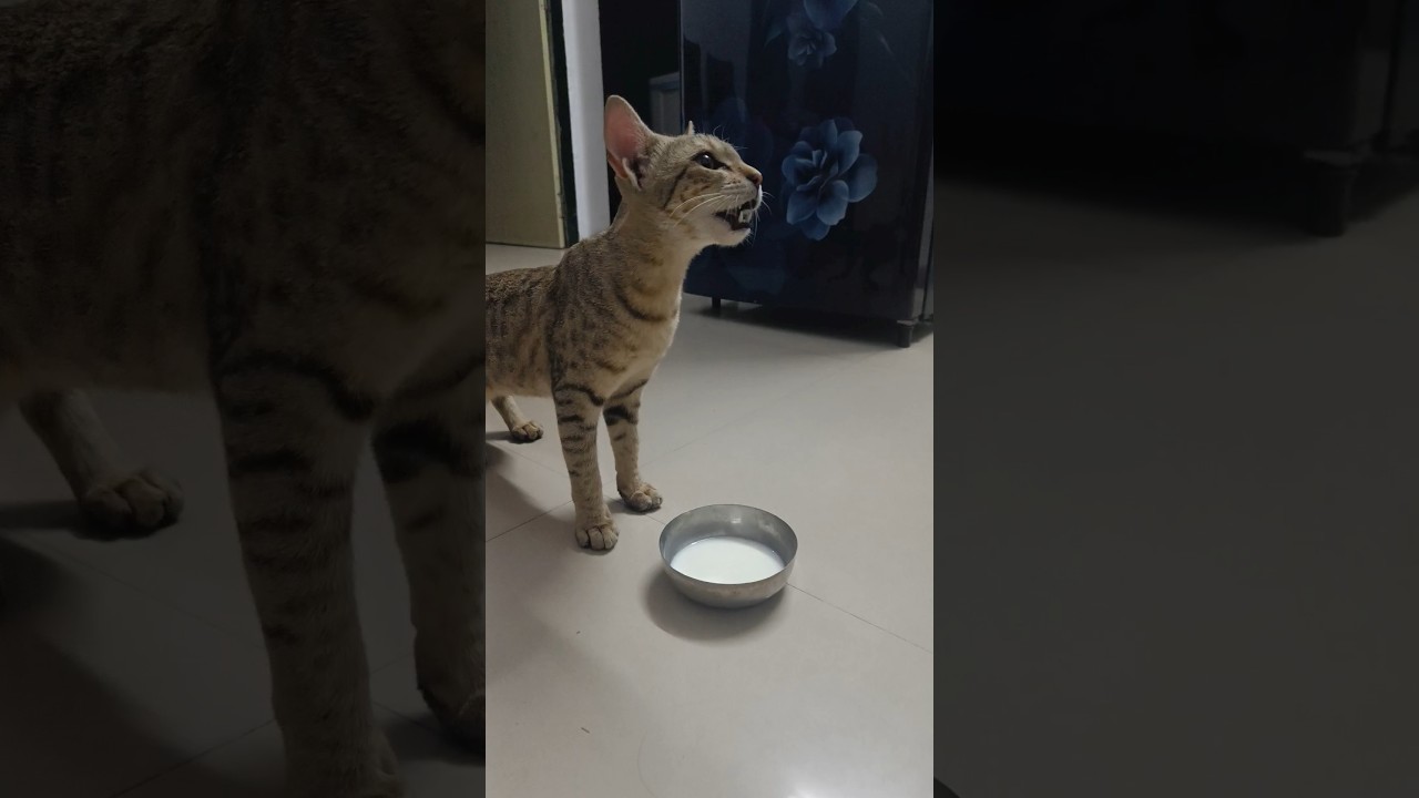 My 😺🐈 Cat 🥰 #dev #cat #catlover #shortvideo #shorts