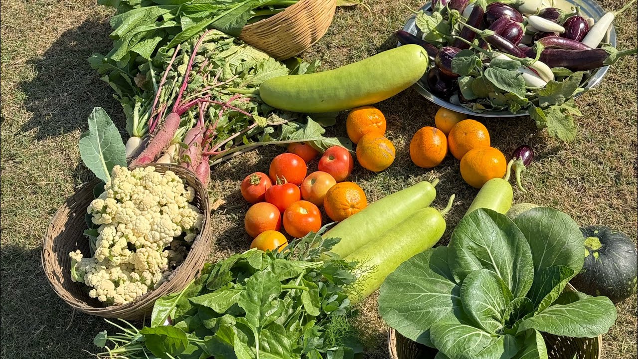 ￼ Aaj ki Maine Apne ki Garden Se bumper harvesting or Rangbirangi Sadiyo ki harvesting#bumper 