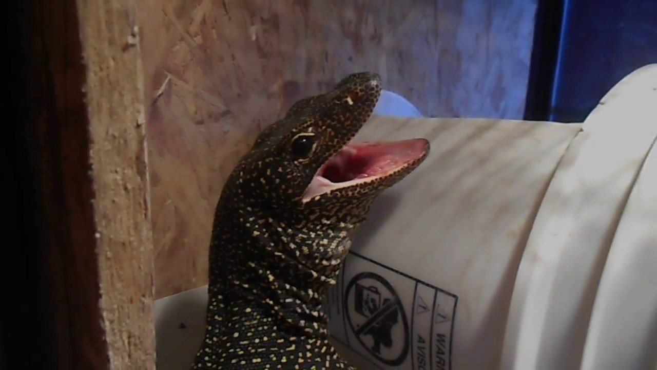 Biggest Bluetail Monitor?