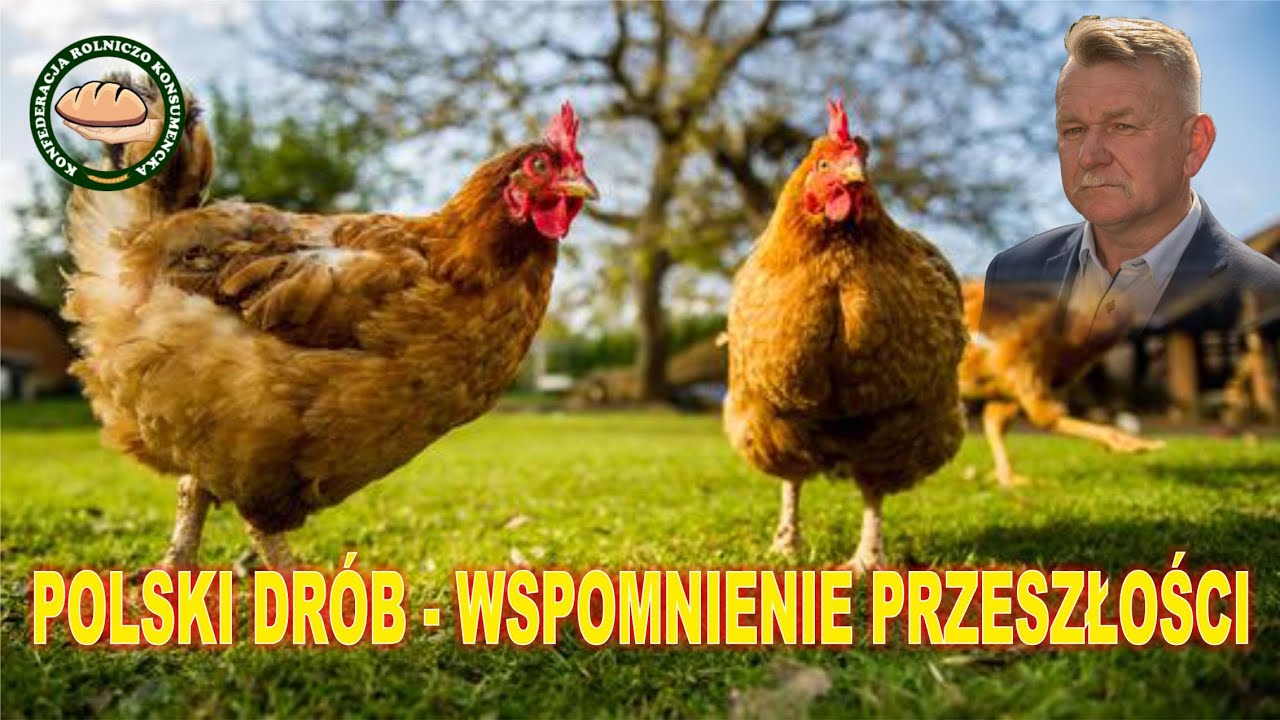 POLSKI DR&Oacute;B - WSPOMNIENIE PRZESZŁOŚCI.