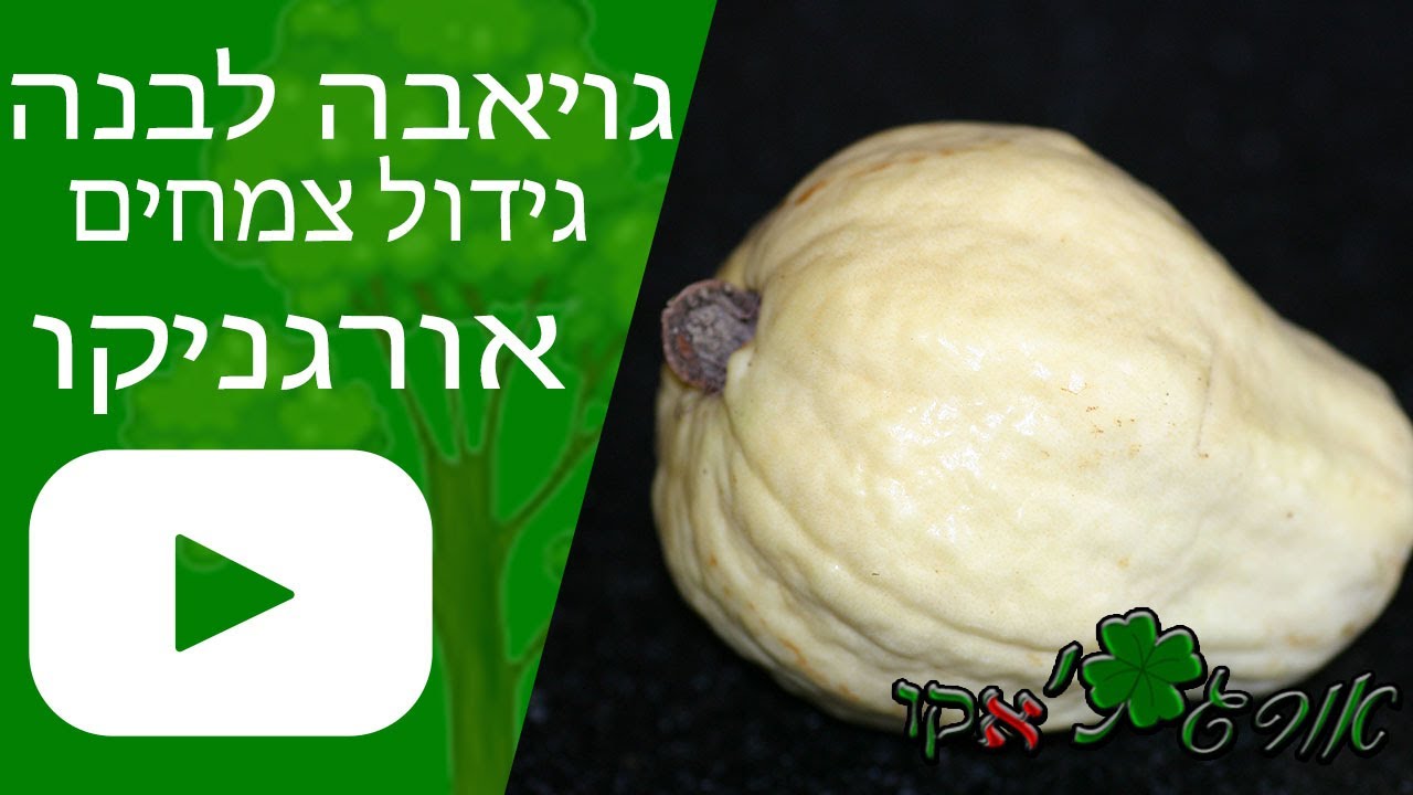 גויאבה לבנה