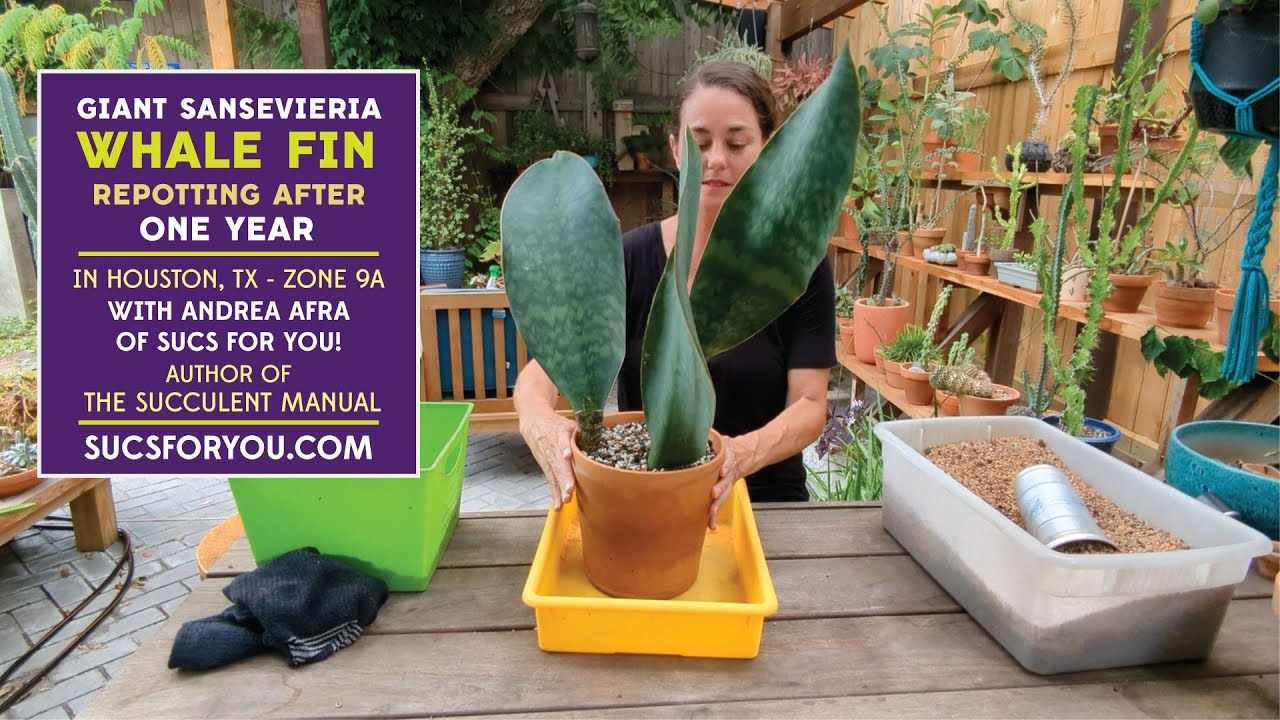 Repotting My Giant Whale Fin Sansevieria (One Year Later)