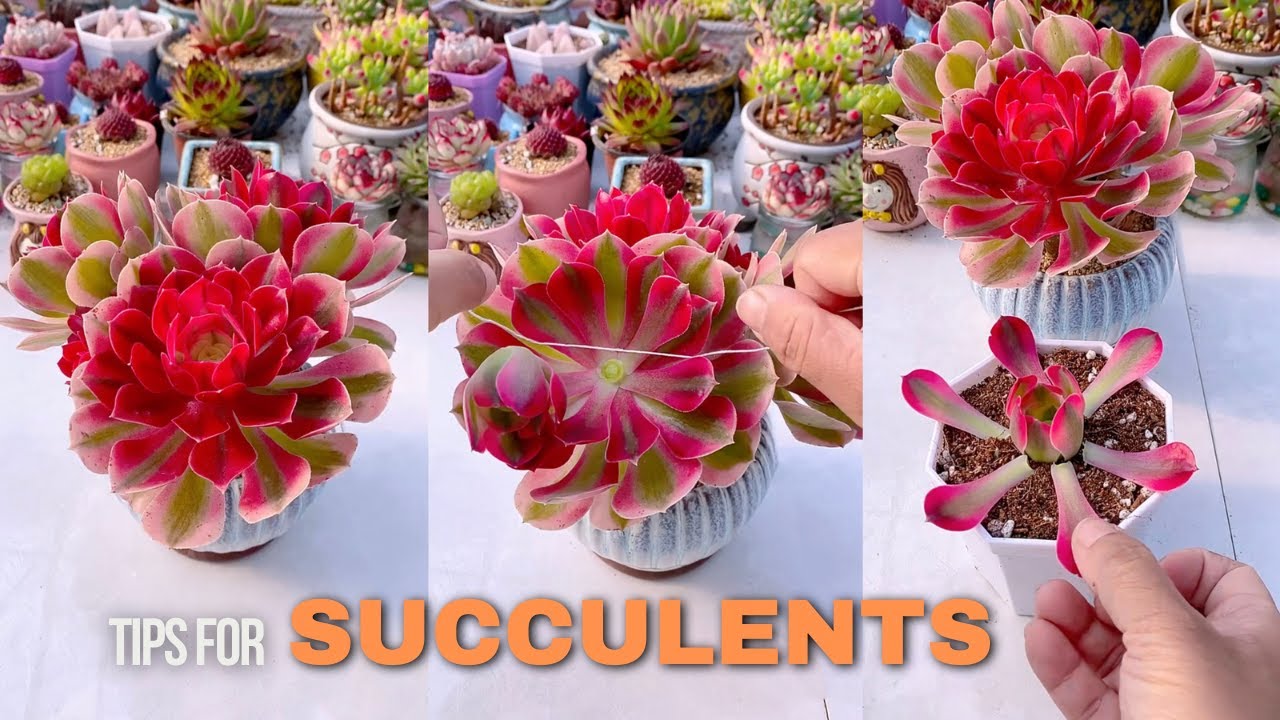 Useful Tips For Succulents - Part 95 | 多肉植物 | 다육이들 | Suculentas