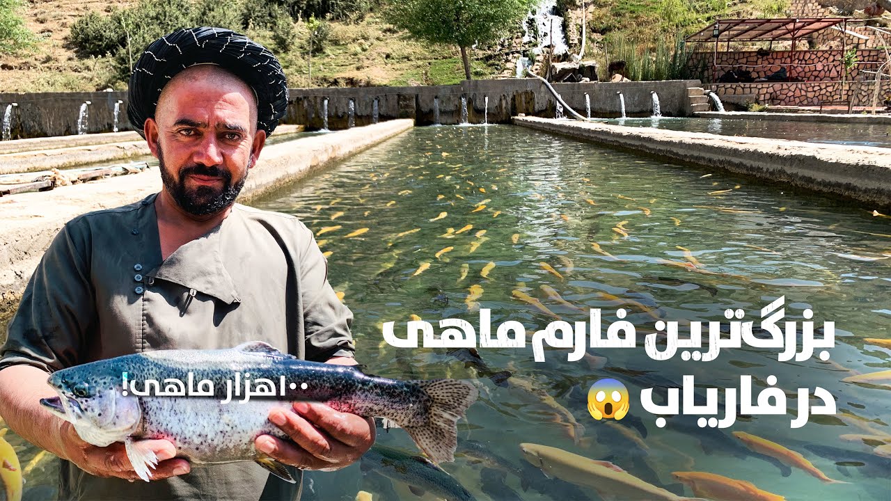 بزرگ‌ ترین فارم ماهی در فاریاب -  صد هزار ماهی از بهترین نژاد ها
