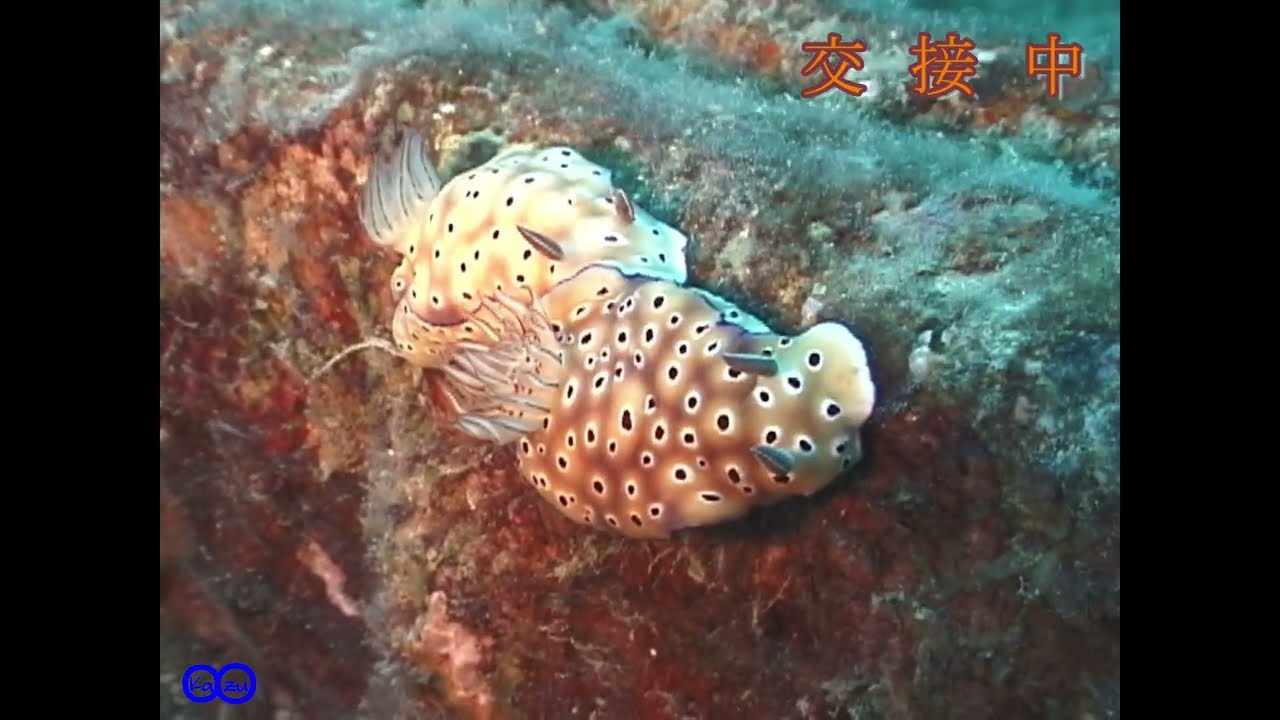 マダライロウミウシ　Hypselodoris tryoni