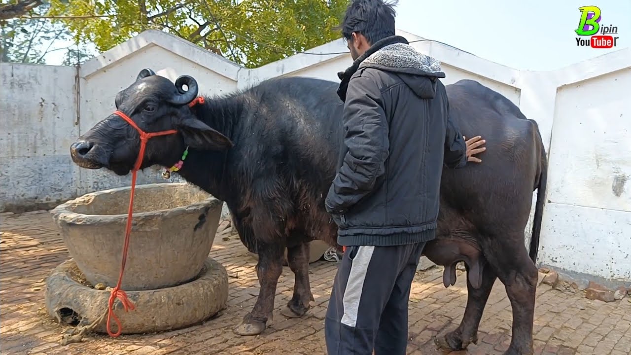 डेरी फार्म के लिए गांव से भैंसें खरीदी गई उचित दाम में | Buffalo for Sale | Bipin Singh | Buffalo
