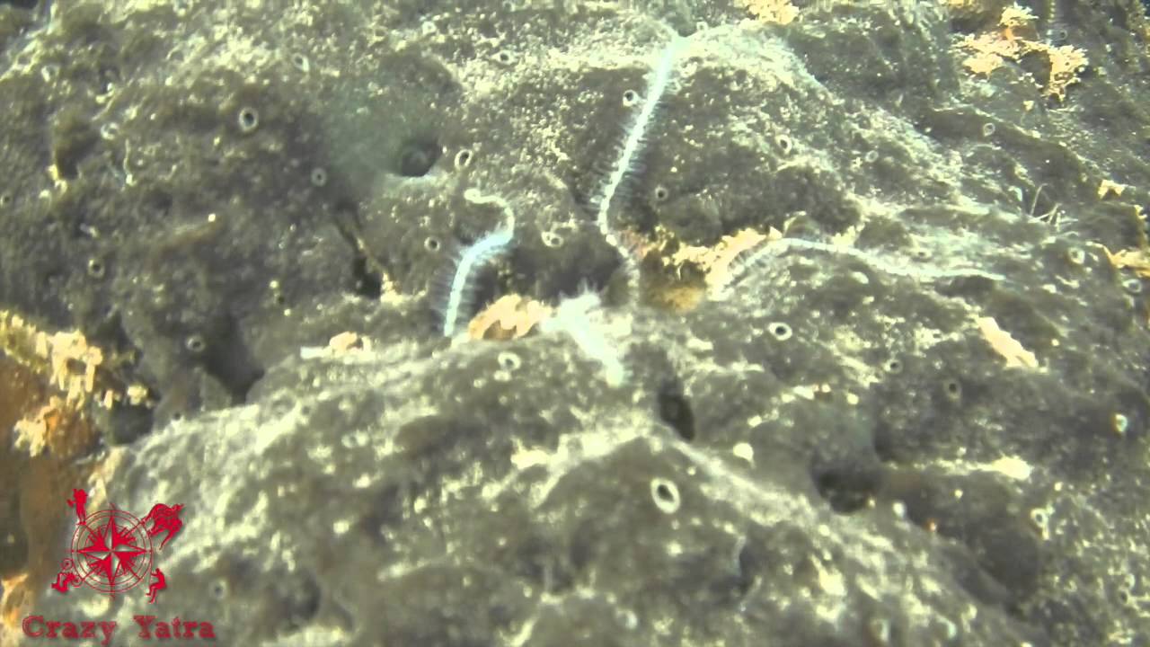 Crazy Yatra scuba diving in Malvan Dec 14-29