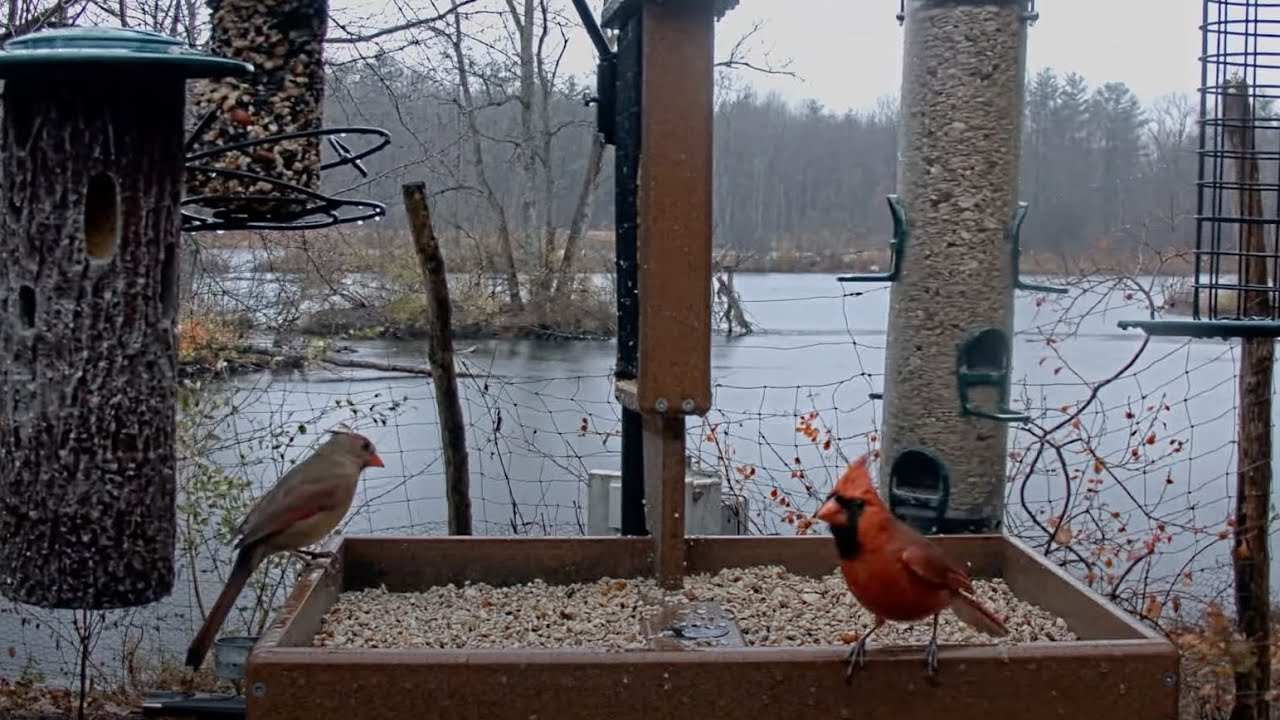 Northern Cardinal Craziness At Cornell FeederWatch Cam &ndash;&nbsp;Nov. 10, 2024