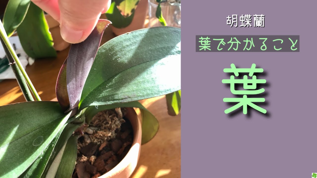12月23日 【葉】初心者の方向けです。葉に出る色々な状態でわかる事があります。病気の症状と薬。花芽（葉）について。トップジンMペースト・ベニカX