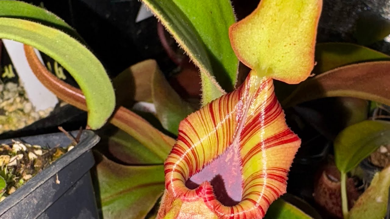 NEPENTHES GROW TENT , ITS CHRISTMAS DAY !!!🥳🥳🥳heliamphora pollen collecting , and nepenthes update