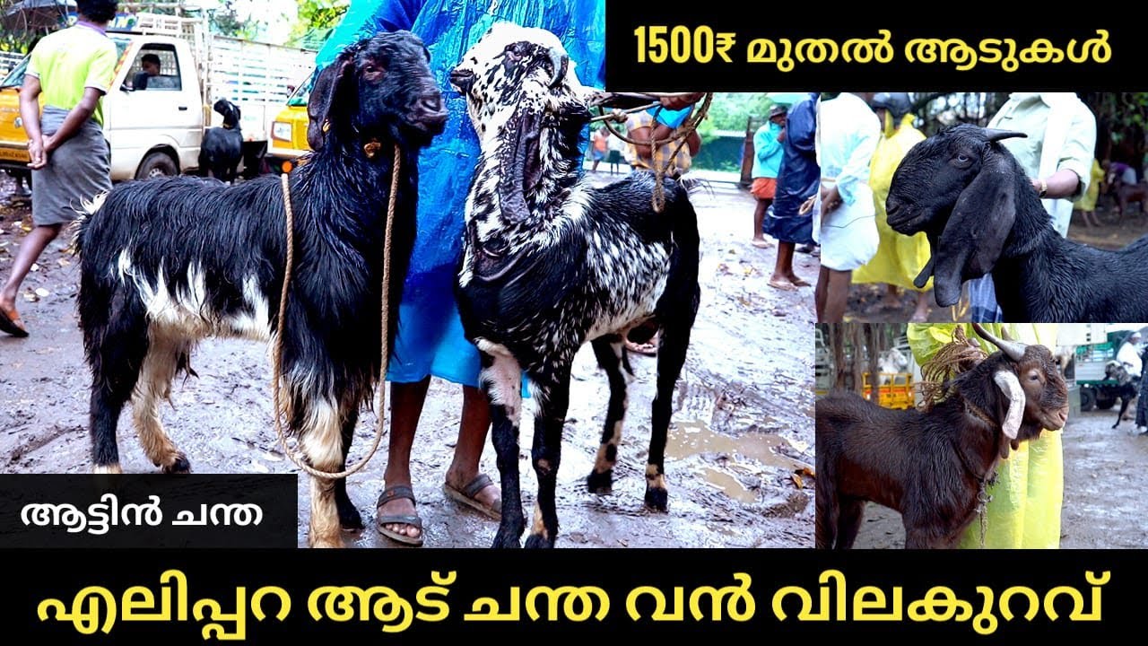 അധികം ആരും അറിയാത്ത ആട് ചന്ത 🙄 | low price goat market #youtube #india #goat #goatmarketindia #yt