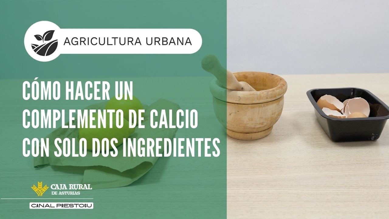 Canal Prestosu | Agricultura urbana: cómo hacer un complemento de calcio con solo dos ingredientes