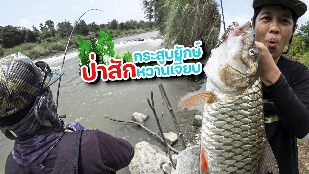 กระสูบป่าสัก...ที่นี่มีแต่ยักษ์ๆใหญ่ๆ
