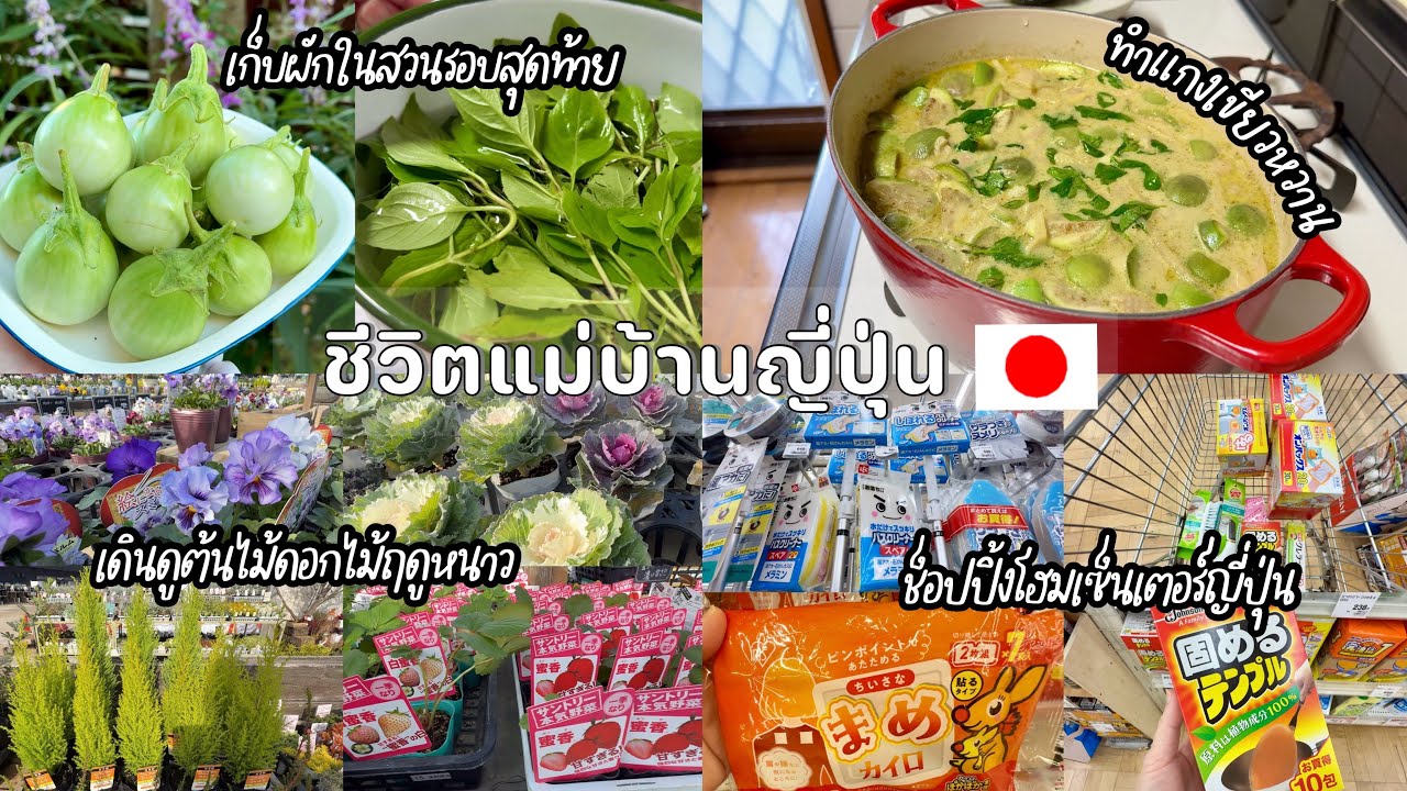 #510 แม่บ้านญี่ปุ่น🇯🇵เก็บผักก่อนหนาว| ทำแกงเขียวหวาน| ดูต้นไม้ดอกไม้ฤดูหนาว| ช็อปปิ้งโฮมเซ็นเตอร์
