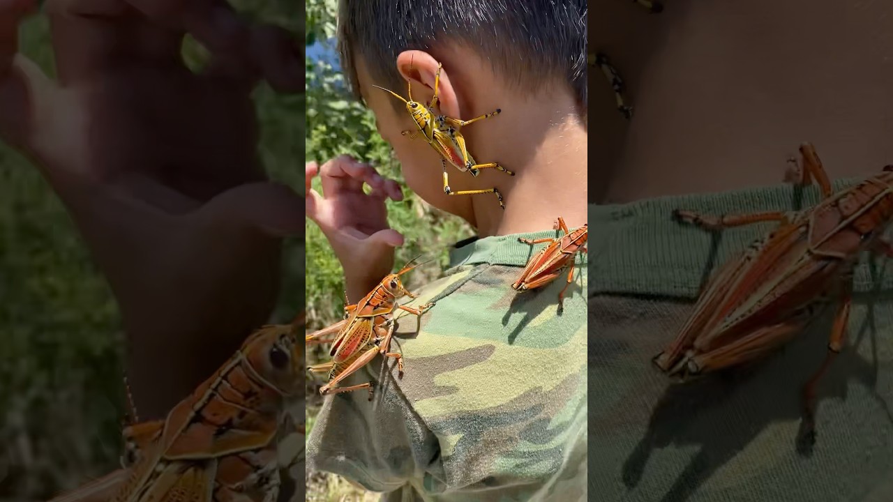 Lubber grasshoppers everywhere! #bug #insects #wildlife #nature