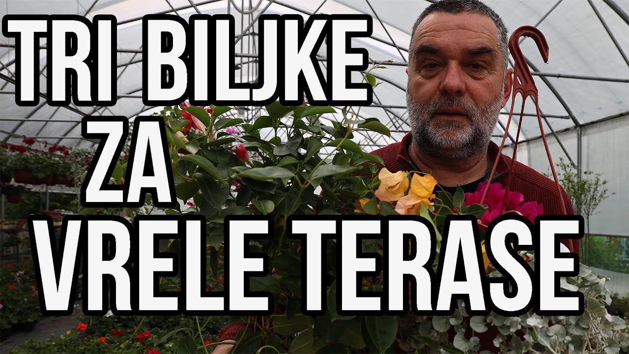 Tri biljke za vrele terase